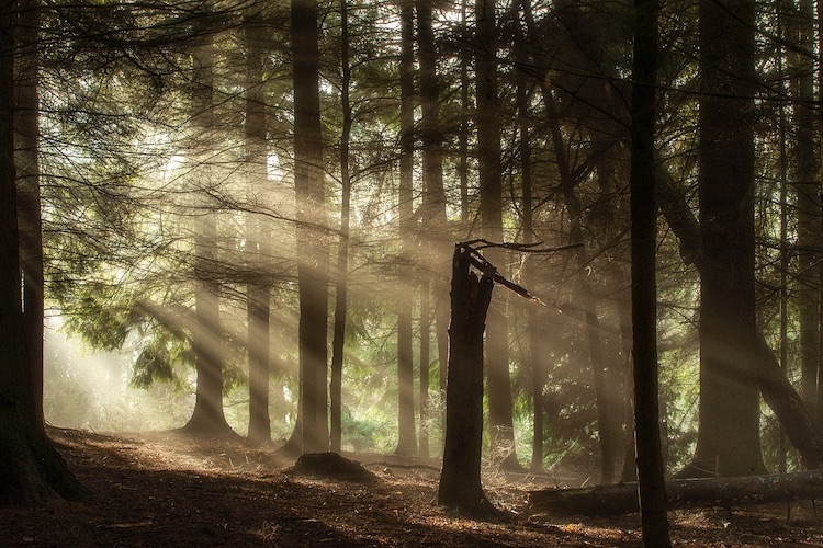 Forest Photography by Hugh Mitchell