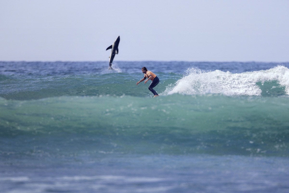 Jordan Anast Shark Breach with Surfer Photo