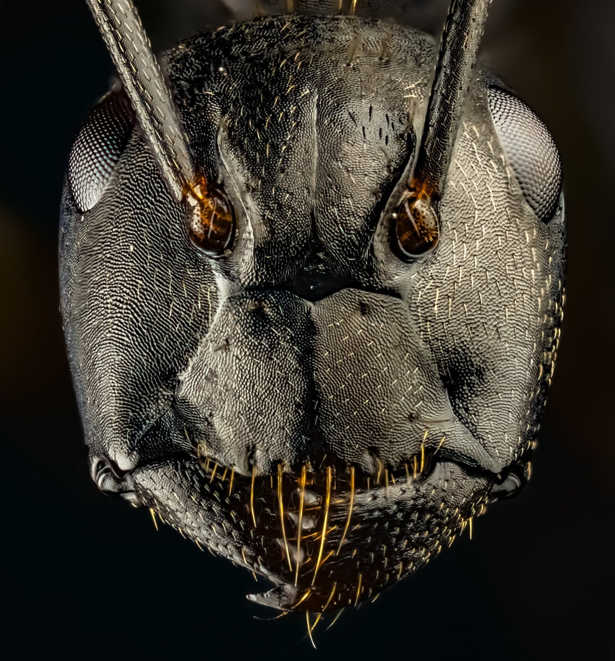 Close-Up Portrait of Ant
