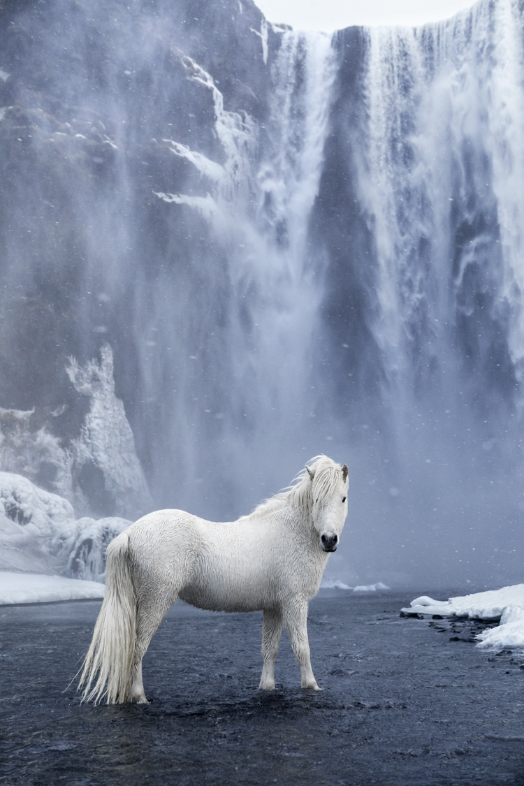Icelandic Horses Photos by Drew Doggett