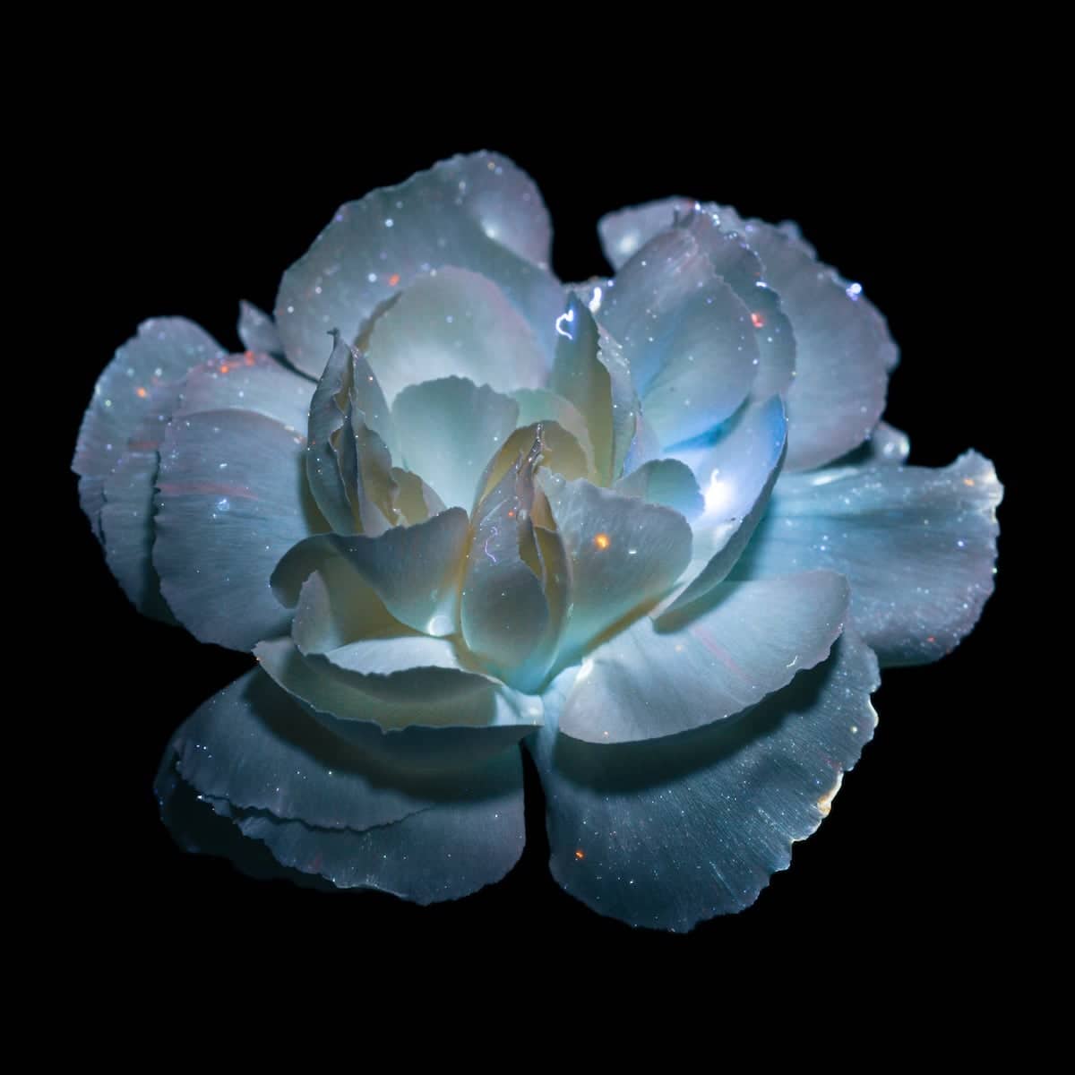 Debora Lombardi UV Flower Photo