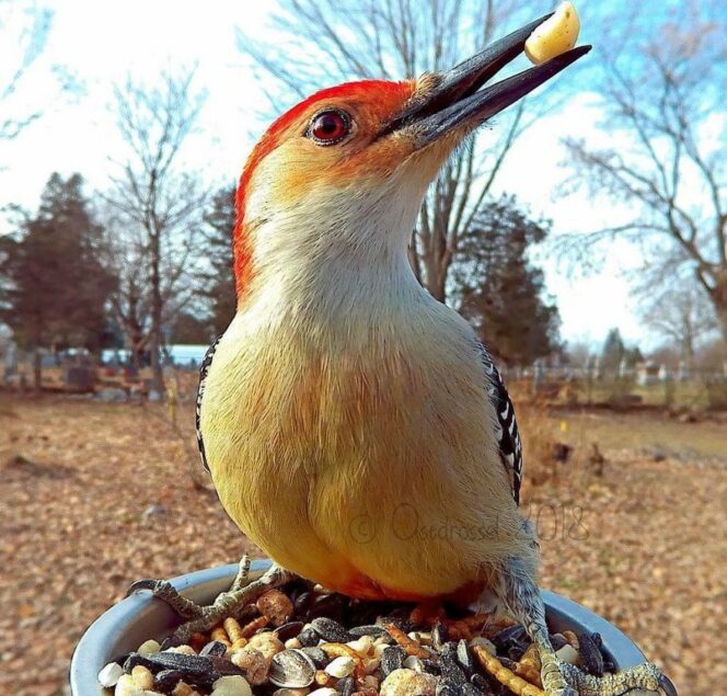 30 Photos of Birds Caught by Camera Trap Next to a Bird Table