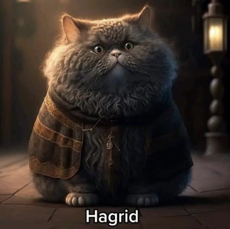 Cat - CRY Hagrid
