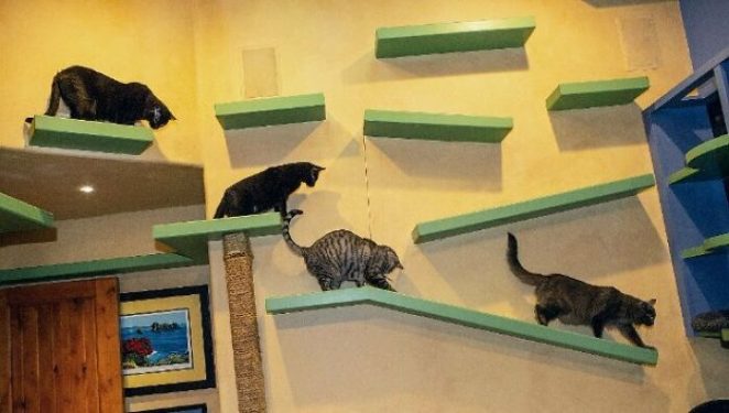 A Cat Lover Has Transformed His Apartment Into a Real Cat Kingdom