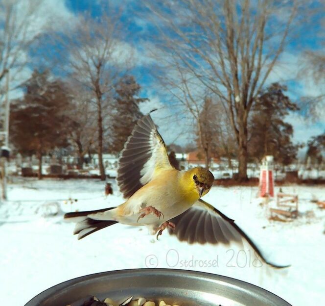 30 Photos of Birds Caught by Camera Trap Next to a Bird Table