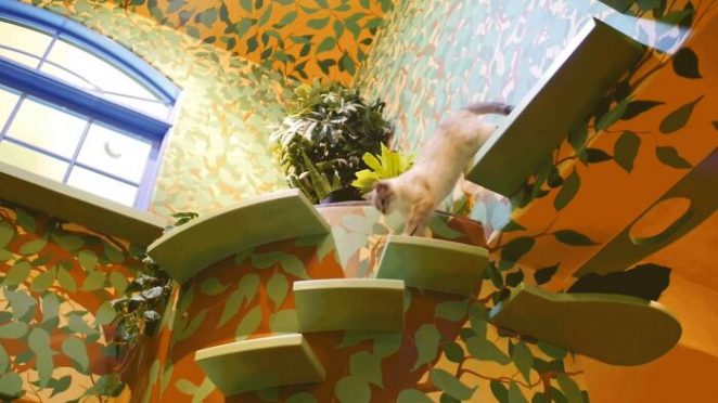 A Cat Lover Has Transformed His Apartment Into a Real Cat Kingdom