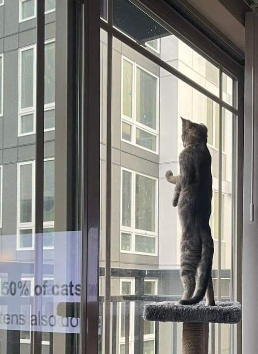 Window - 50% of cats tens also do
