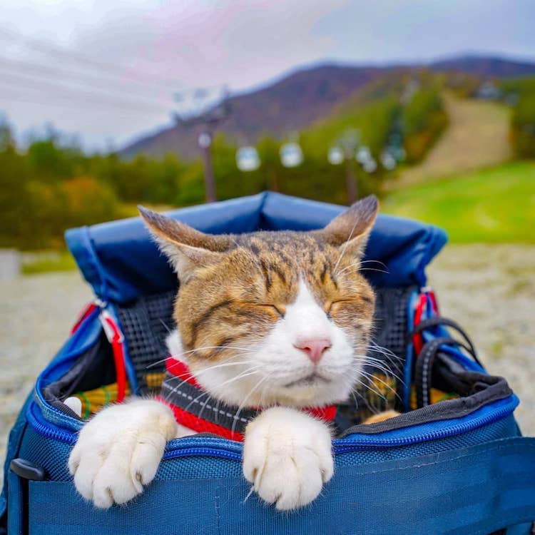 The Traveling Cats in Japan