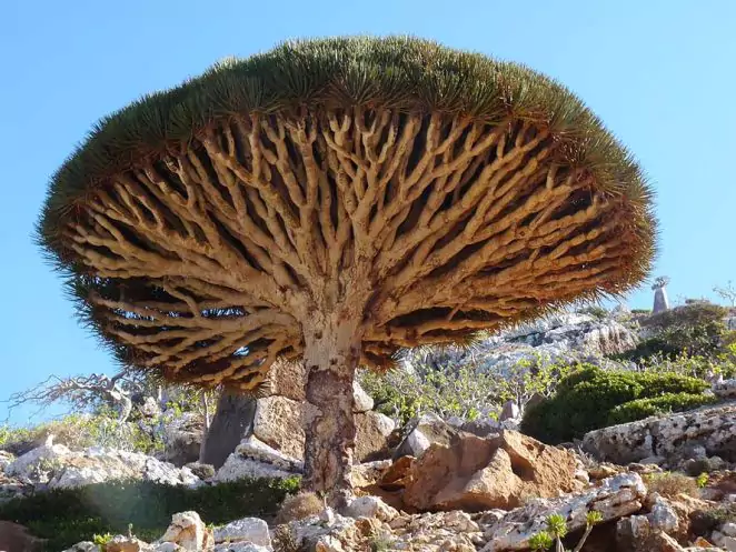 Socotra Island Is One of the Strangest Places on Earth