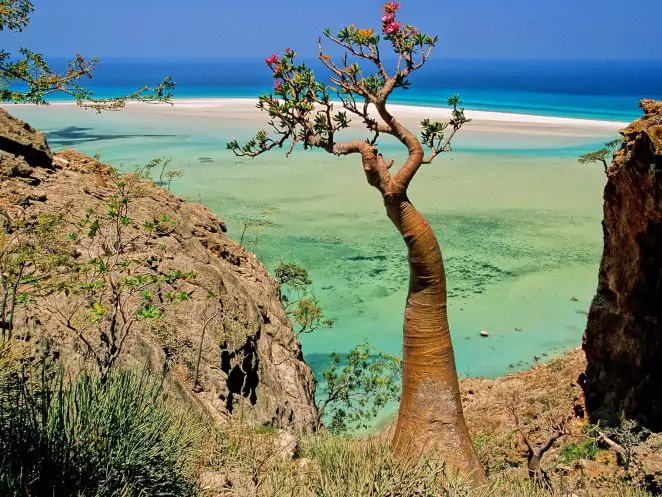 Socotra Island Is One of the Strangest Places on Earth