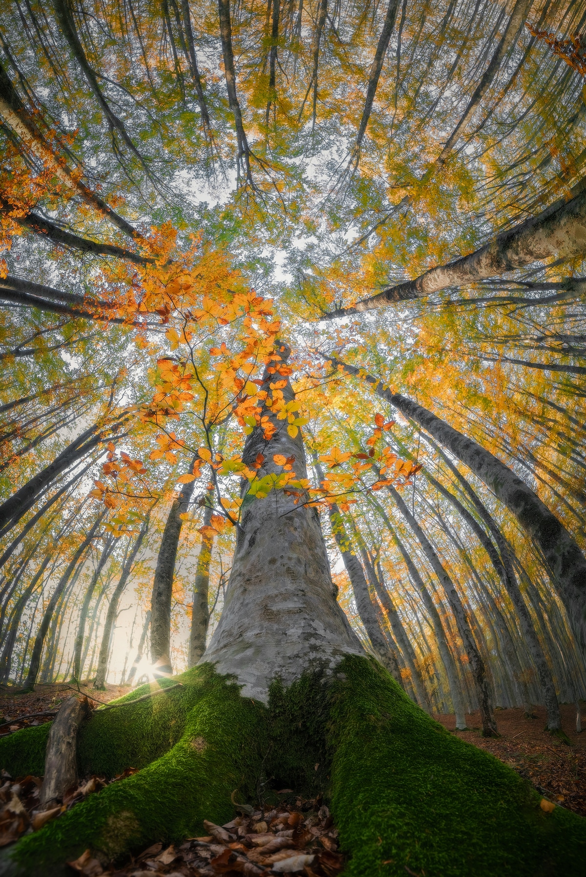 Photo of a Tree by Manuelo Bececco