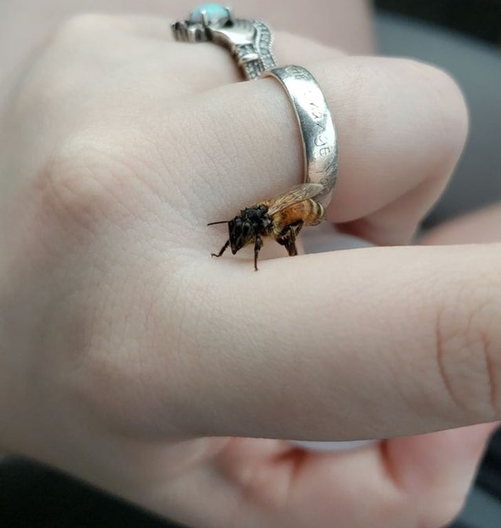 Found a wet honey bee in a parking lot