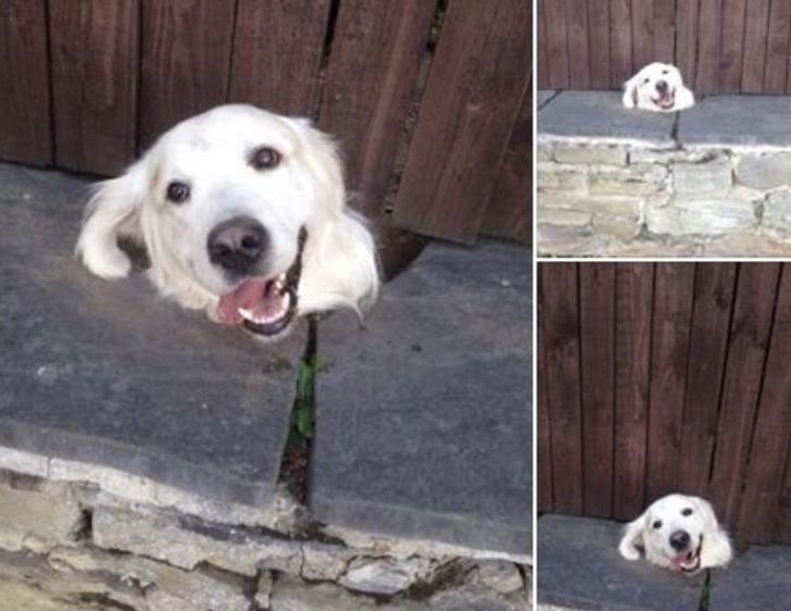Every day this dog pokes his head through the fence so he can say hello to kids going to school