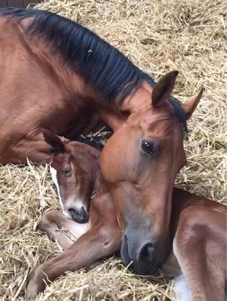 his mare lost her foal, and then 2 days later, this foal lost its mother