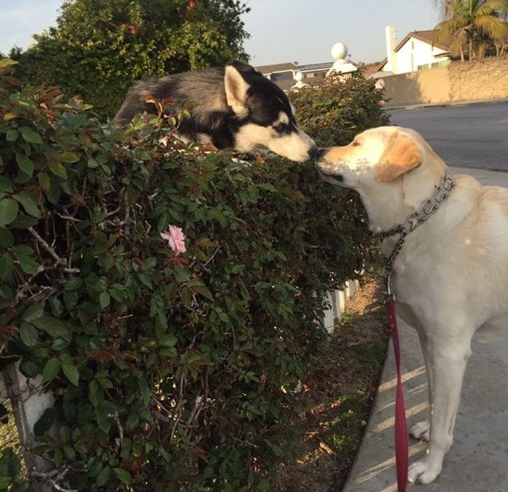 Every time I take my dog for a walk, she has to stop to see her crush. It’s like Romeo and Juliet