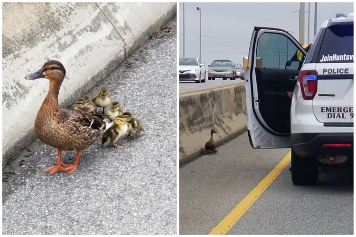 Police officers shut down the road for these ducks to pass