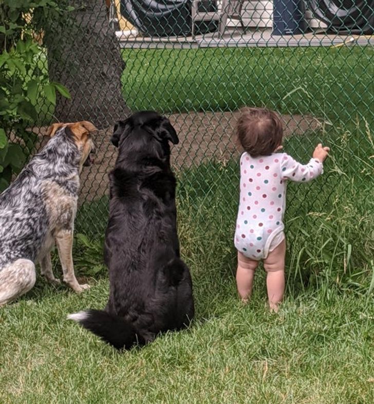 Our neighbor gives treats through the fence