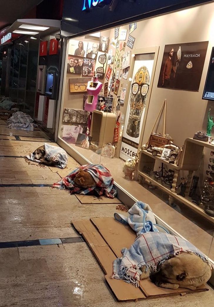 A Turkish mall owner lets stray dogs sleep inside during a snowstorm