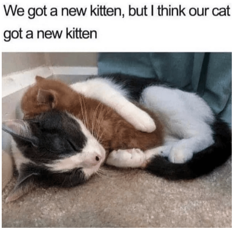 Cat - We got a new kitten, but I think our cat got a new kitten